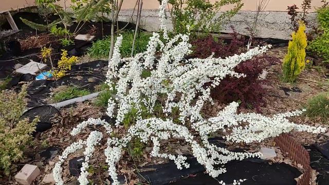 Спірея сливолиста Махрова. Spiraea Prunifolia Plena