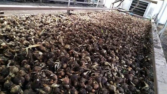 Опыт выращивания своих луковиц тюльпанов для выгонки. смотреть онлайн