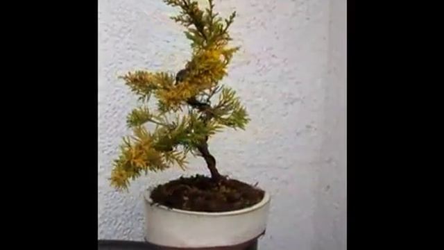 Bonsai Juniperus chinensis Plumosa Aurea смотреть онлайн