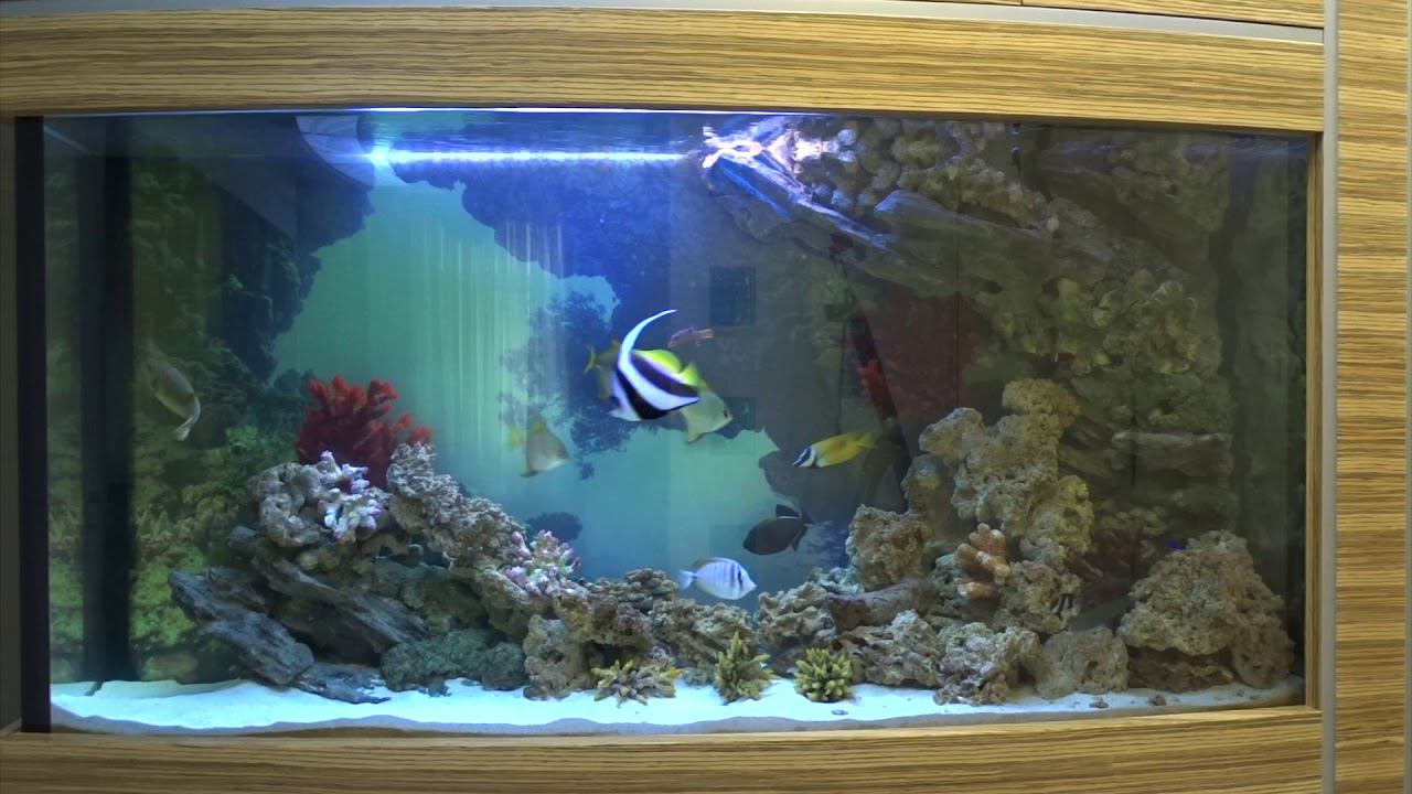 Дуговой морской аквариум смотреть онлайн