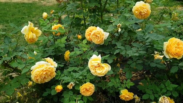 Роза "Golden Zest" шраб смотреть онлайн
