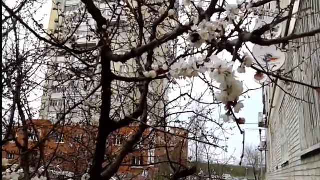 Как расцветает абрикос смотреть онлайн