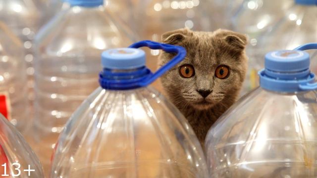 Лабиринт из бутылок для кошечек Джессики и Зефирки | Развлечения и веселье смотреть онлайн