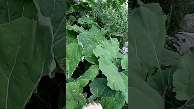 Сонник Лопухи во снах.mp4 смотреть онлайн