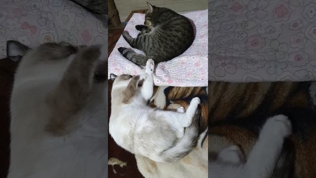 Смешные кошки и коты. Приколы с животными. Просыпайся, пора тыгыдымить