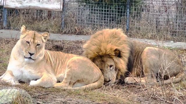 Я поздравляю своего ЛЮБИМОГО ЛЬВА и все львы ПОДХВАТИЛИ мои СЛОВА! смотреть онлайн