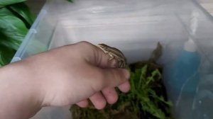 Лесная живородящая ящерица дома. Уход и так далее.