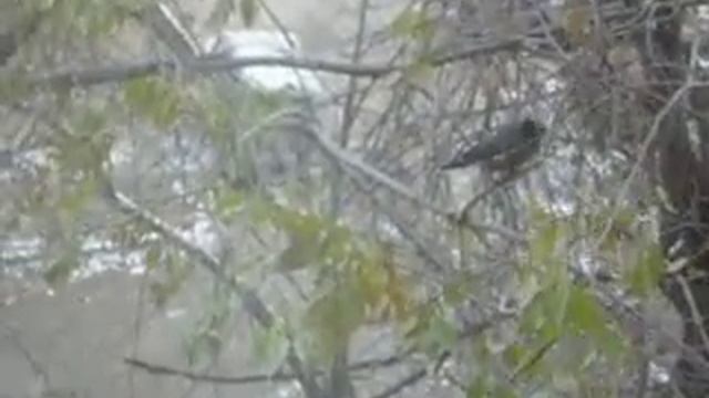 афганский скворец смотреть онлайн