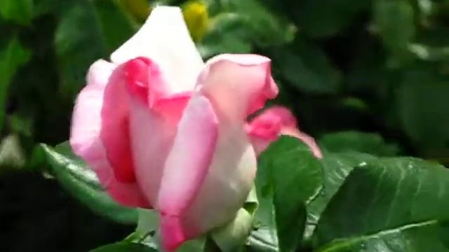 Розы. Роза Паваротти. 2011-105 смотреть онлайн