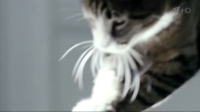 Аdvertising  Реклама Kitekat   Китикет   Борис Фотокот