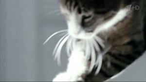 Аdvertising  Реклама Kitekat   Китикет   Борис Фотокот