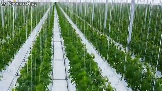 Как растут помидоры смотреть онлайн