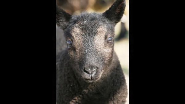 Classic Cheviot Sheep