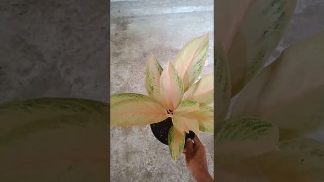 AGLONEMA PAMELA // REVIEW SECARA DETAIL CIRI CIRI DAN HARGANYA смотреть онлайн