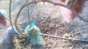 ?ВИНОГРАД ОРИГИНАЛ