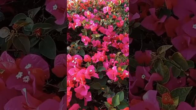 #foryou #коран #islomiy Сура Бакара очистить дом защитить от плохого сглаза 🤲🤲🥰🥰🥰