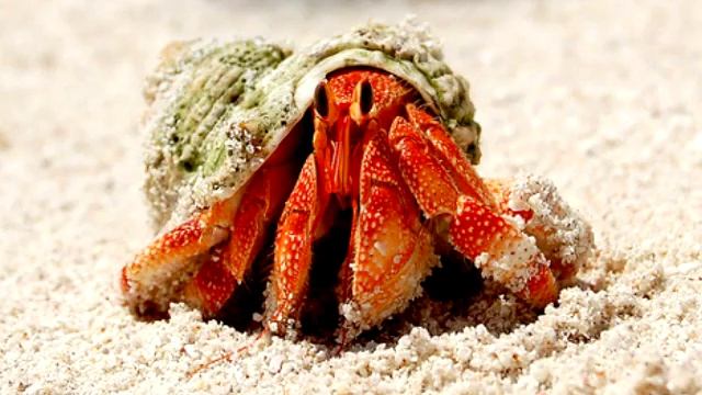 Hermit Crab Pictures смотреть онлайн