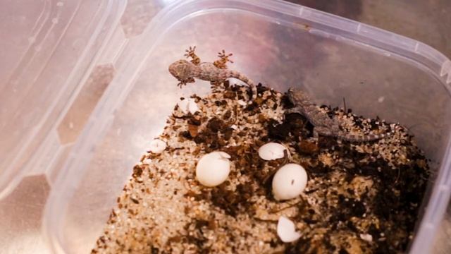 I FOUND A BABY LIZARD - Gecko Egg Hatching | Mediterranean Gecko смотреть онлайн