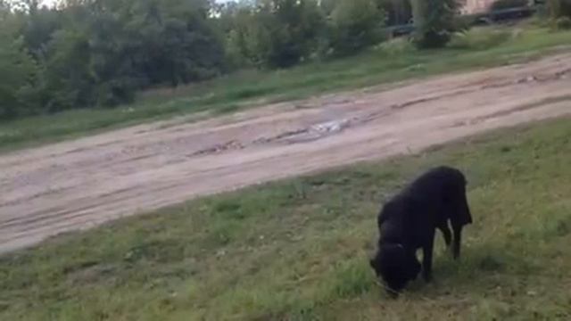 Guru pastaiga смотреть онлайн