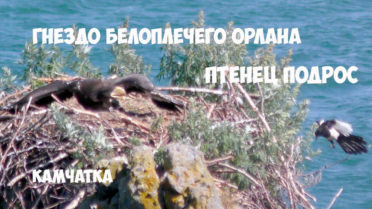 Гнездо белоплечего орлана Камчатка часть 3 смотреть онлайн