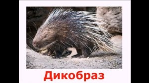 Презентация  Дикие животные    Обучающее видео для детей