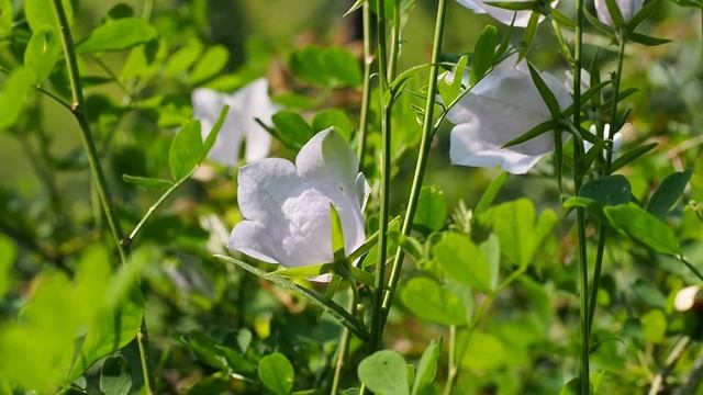 Campanula persicifolia.mp4 смотреть онлайн