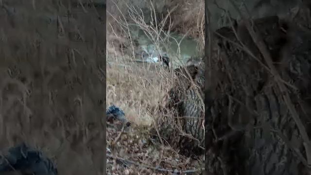 Прогулка с Джулей! Небольшая информация для вас. Walk with Julie! A little information for you. смотреть онлайн