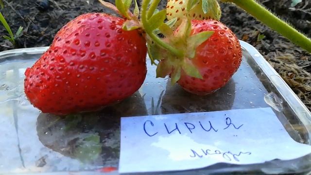 Сирия- садовая крупноплодная земляника июль 2018 года смотреть онлайн