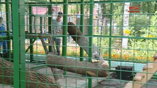 В городском зоопарке открылся уличный вольер для приматов смотреть онлайн