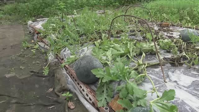 Начало осени ,на даче.