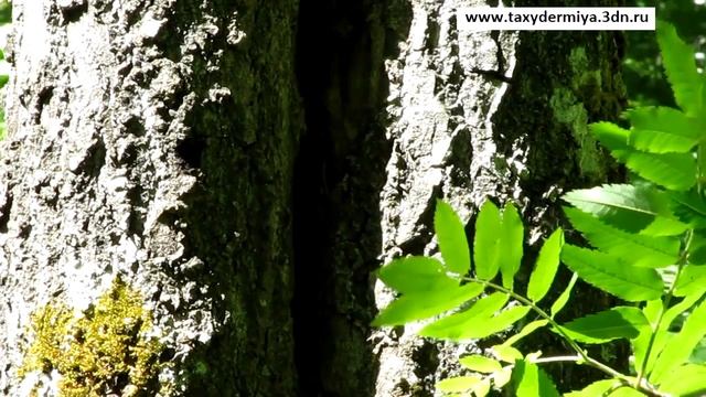 Птицы у гнёзд 2011 Весна-1.mp4 смотреть онлайн