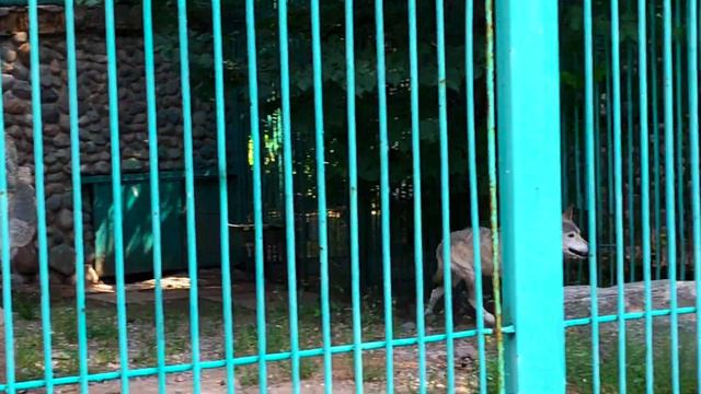 [4K] Exploring the Wonders of Almaty Zoo || Walking Amongst Exotic Wildlife || АЛМАТИНСКИЙ ЗООПАРК смотреть онлайн