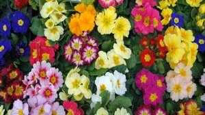 Примула когда цветет: период созревания и изменения в уходе за цветком