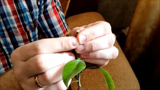 Прививка цитрусовых методом "за кору" , прививаем вариегатный Чинотто / Citrus grafting Part 1 смотреть онлайн