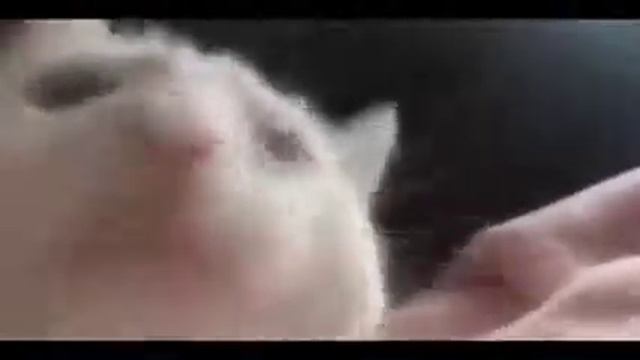 ЖЕСТЬ ЧТО ТВОРИТ ЭТОТ КОТ! КРОВЬ СТЫНЕТ В ЖИЛАХ! смотреть онлайн