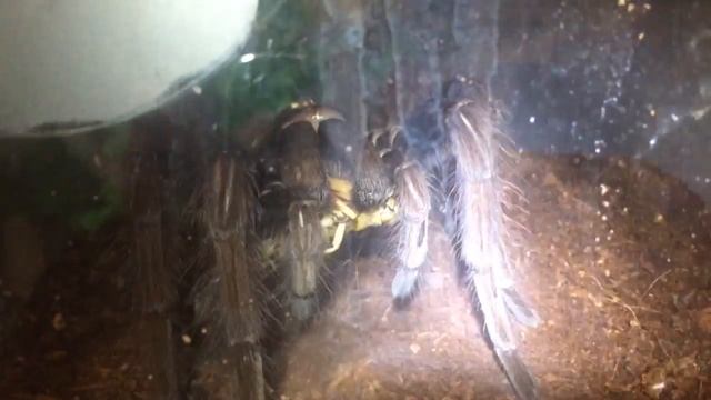 Large Fang Action ( Theraphosa Apophysis) смотреть онлайн