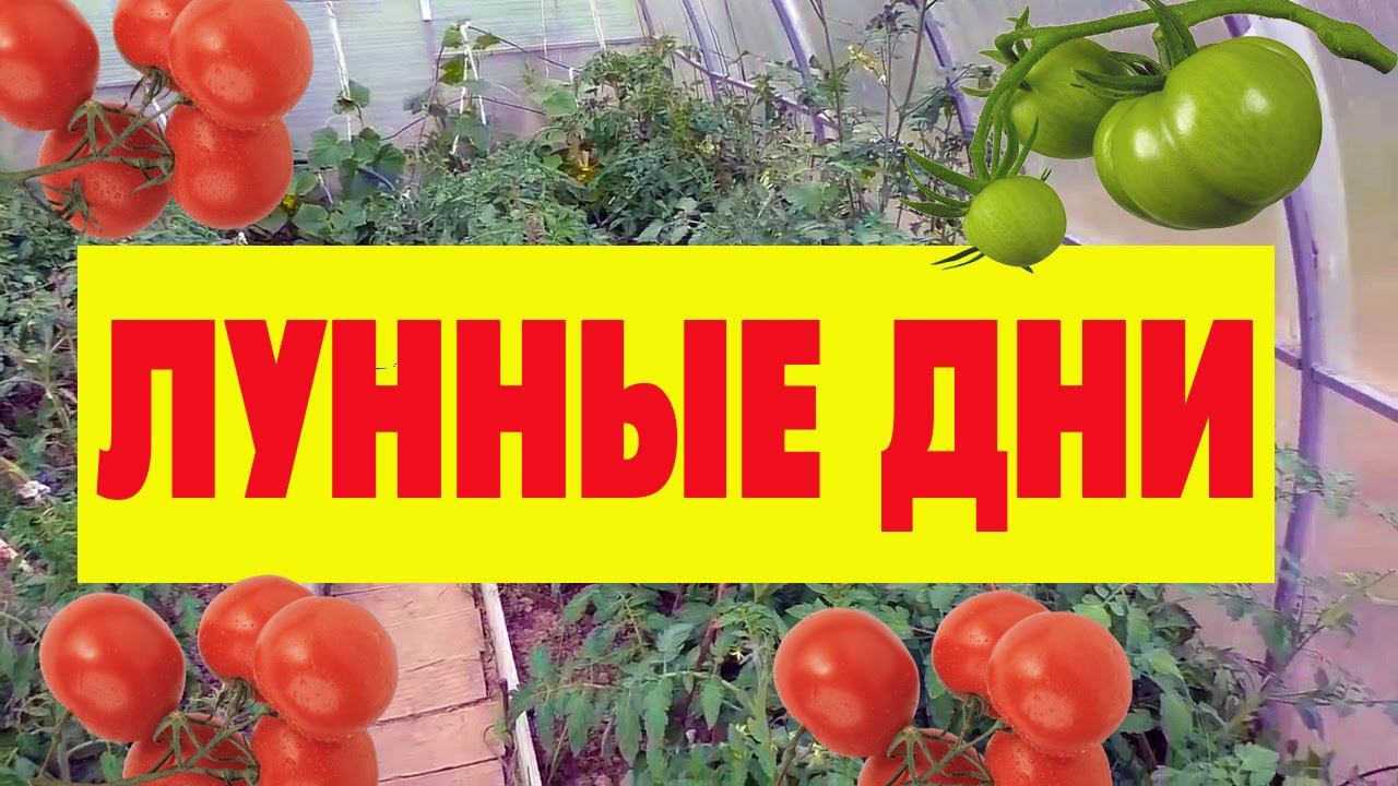 Когда сажать помидоры на рассаду в 2020 году по Лунному календарю для теплицы смотреть онлайн