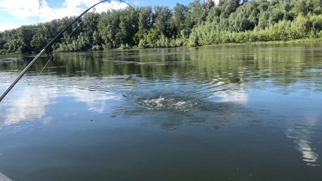 Такого Сома я еще не держал. Рыбалка на реке Урал г. Оренбург смотреть онлайн