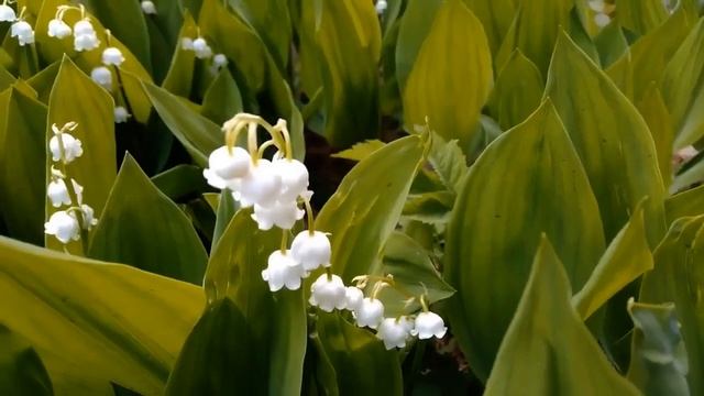 Ландыш! смотреть онлайн