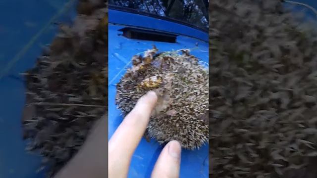 Как ёжик защищается и пыхтит как паровоз. смотреть онлайн