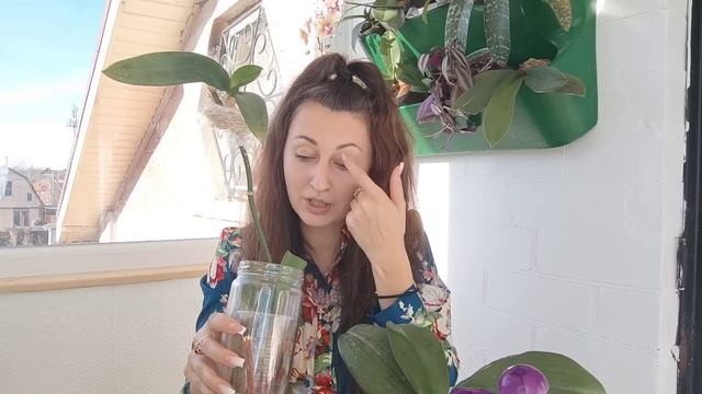 Всего 1 РАЗ обработала ЭТИМ и САМАЯ СЛАБАЯ ОРХИДЕЯ ОЖИЛА ? РОЗЫГРЫШ от орхорай @orhorai смотреть онлайн