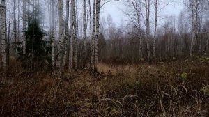 Охота на зайца-беляка с русской пегой гончей (Открытие сезона 2022-2023 год)