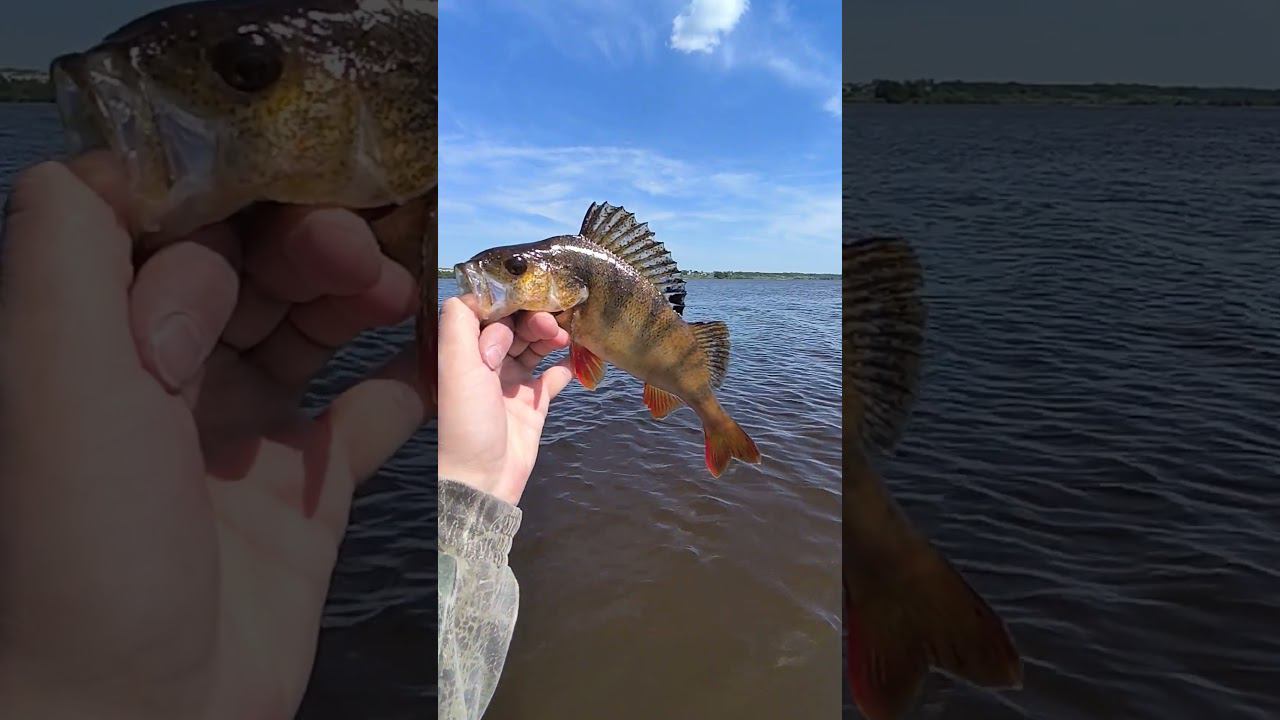 Рыбалка.Трофейный окунь. #shortvideo #рыбалка #fishing #fishingvideo #природа смотреть онлайн