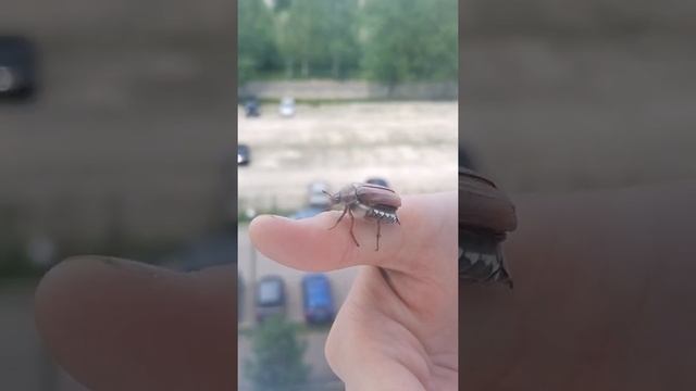 Майский жук. Очень красивое видео про природу! смотреть онлайн