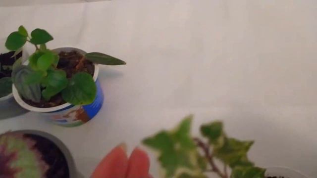 КОМНАТНЫЙ ЦВЕТНИК. ОБЗОР ЗИМНИХ НОВИНОК смотреть онлайн