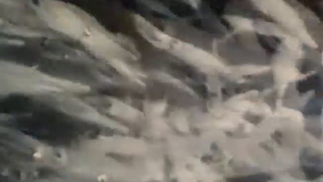 Передвижение кальмара смотреть онлайн