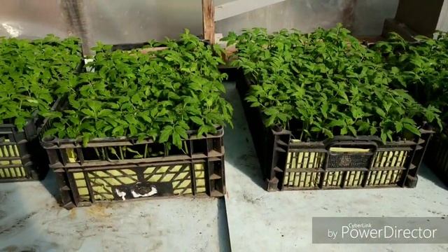 Пинк Маргари F1 от первой до второй пикировки.Часть 4.