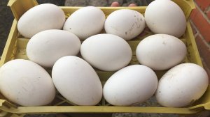 Правило хранения гусиного инкубационного яйца / Сколько собирать яйцо на инкубацию ?