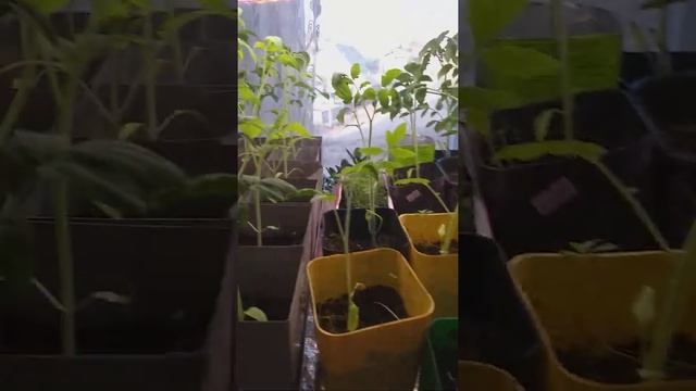 янтарная кислота для рассады. Прошло 3 дня,видим результат. смотреть онлайн