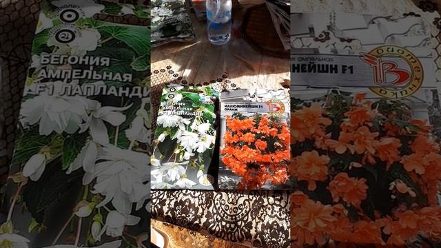 Ампельная Бегония из семян Часть 1 Продолжение ролика смотрите в описании смотреть онлайн